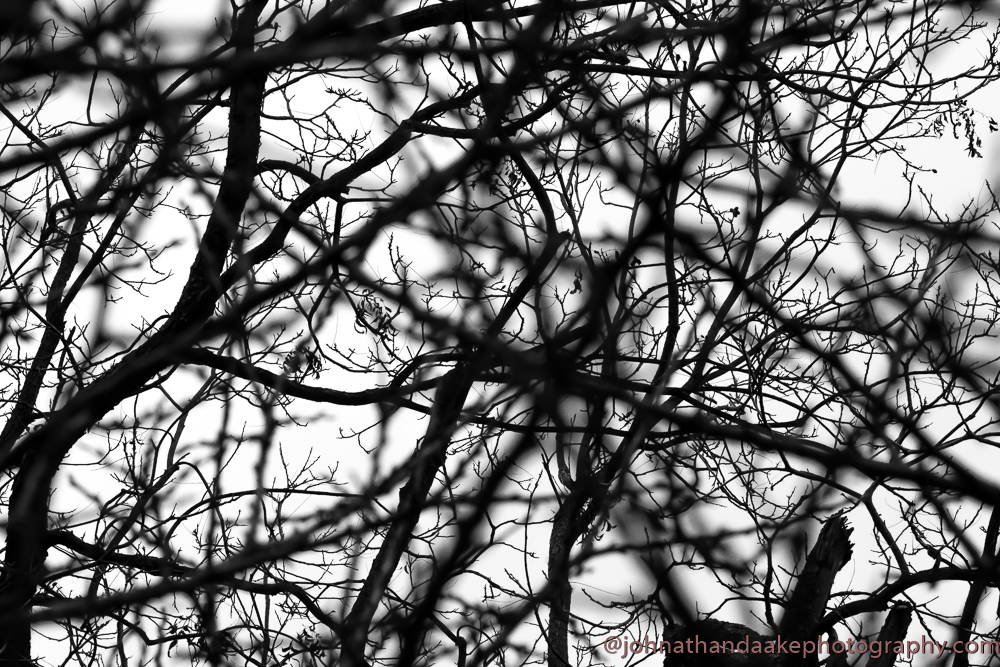 Dallas - tree branches