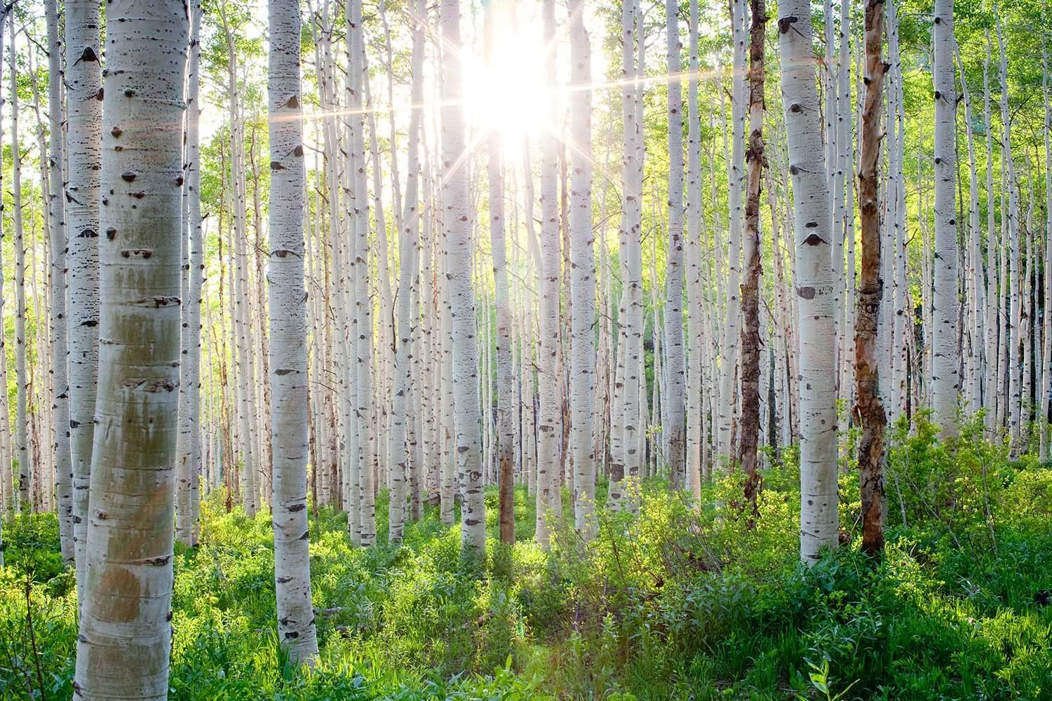 Aspens-BigCottonwoodCanyon.jpg