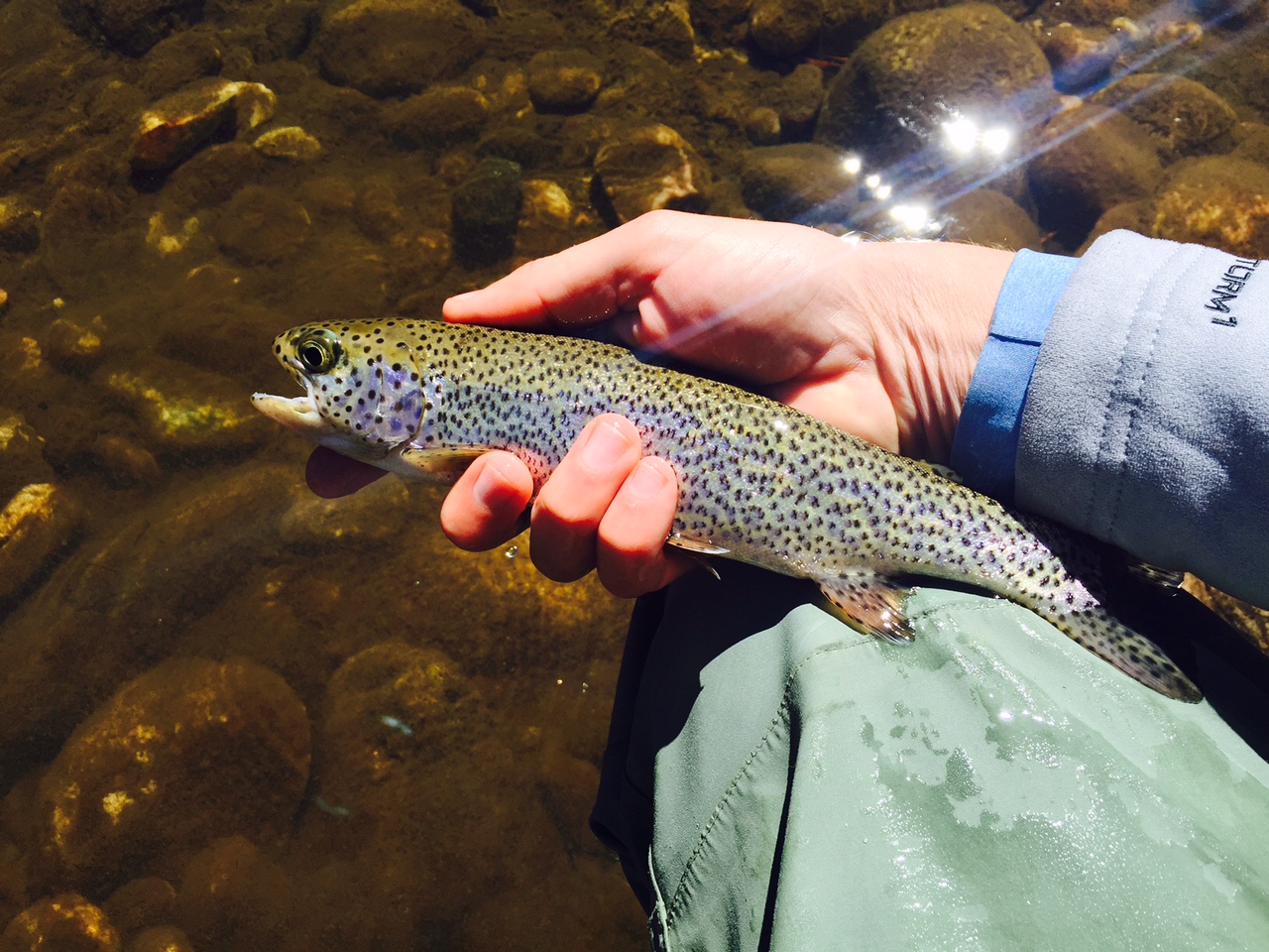 This rainbow jumped three times after I hooked him. We named him "Baby Tarpon".