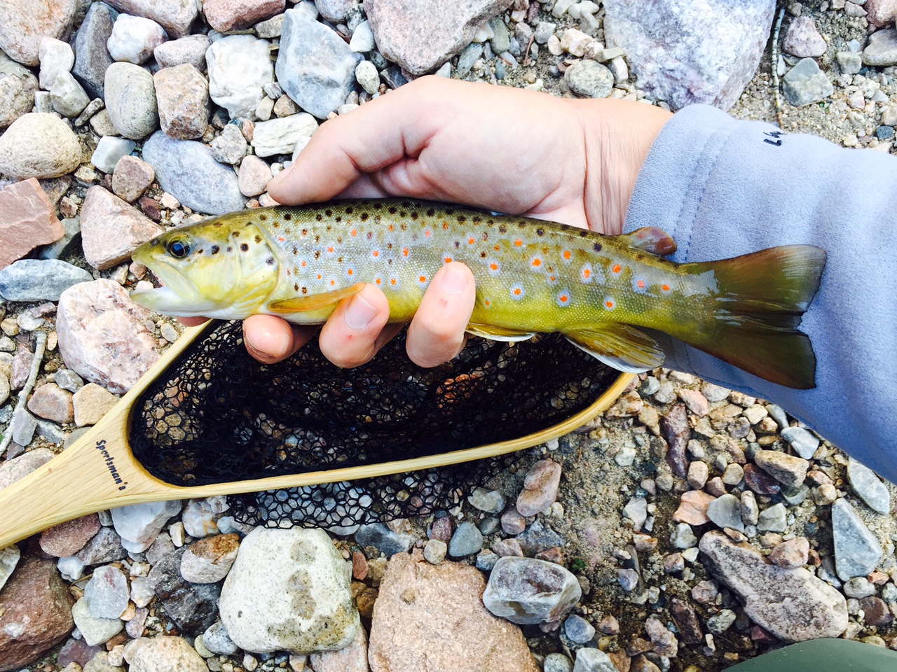 Sweet little Colorado brookie.