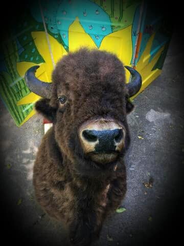 Lodge size shoulder mount buffalo head