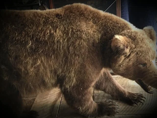 bear2.jpg