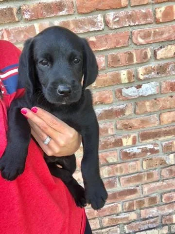 Aussie Doodle & Lab Donated by Derek & Kelsey Davis