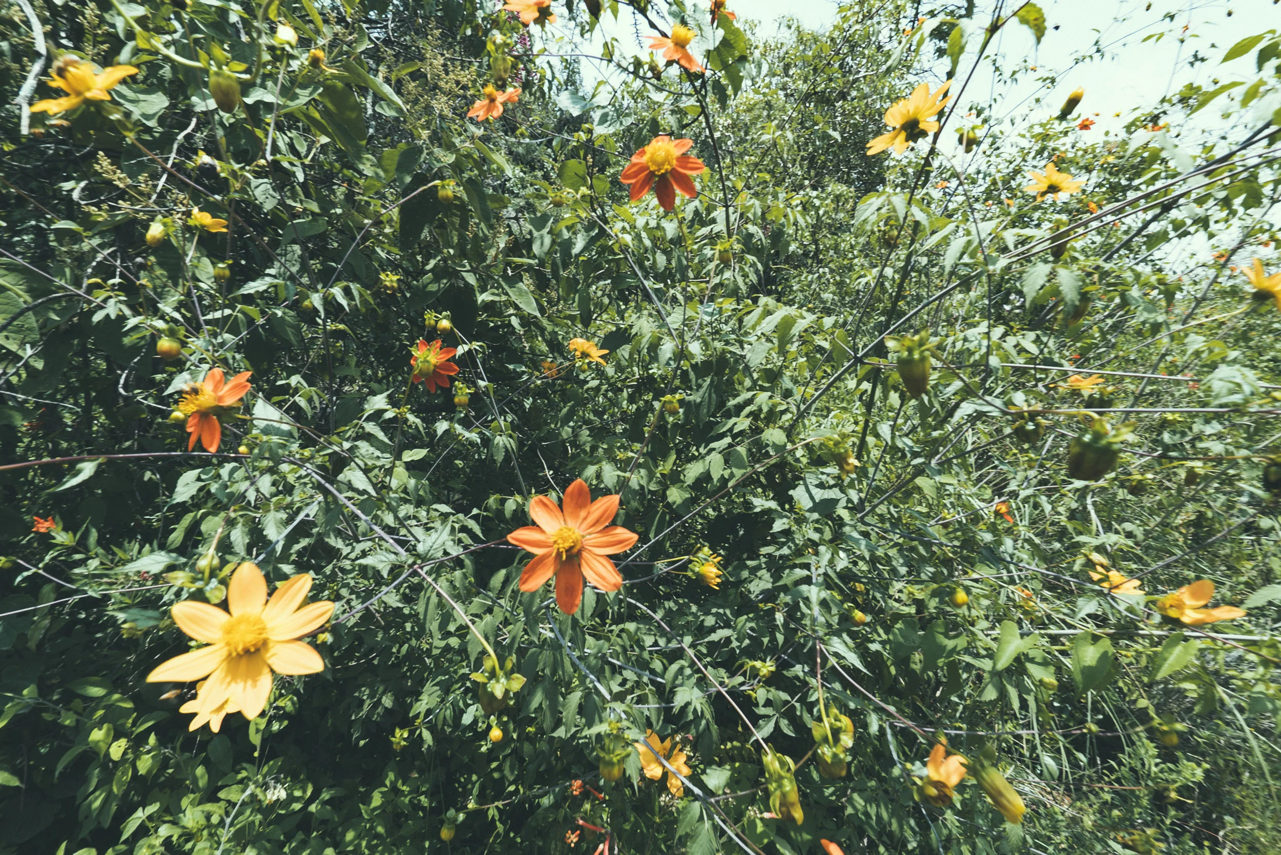 Y disfrutar de las flores