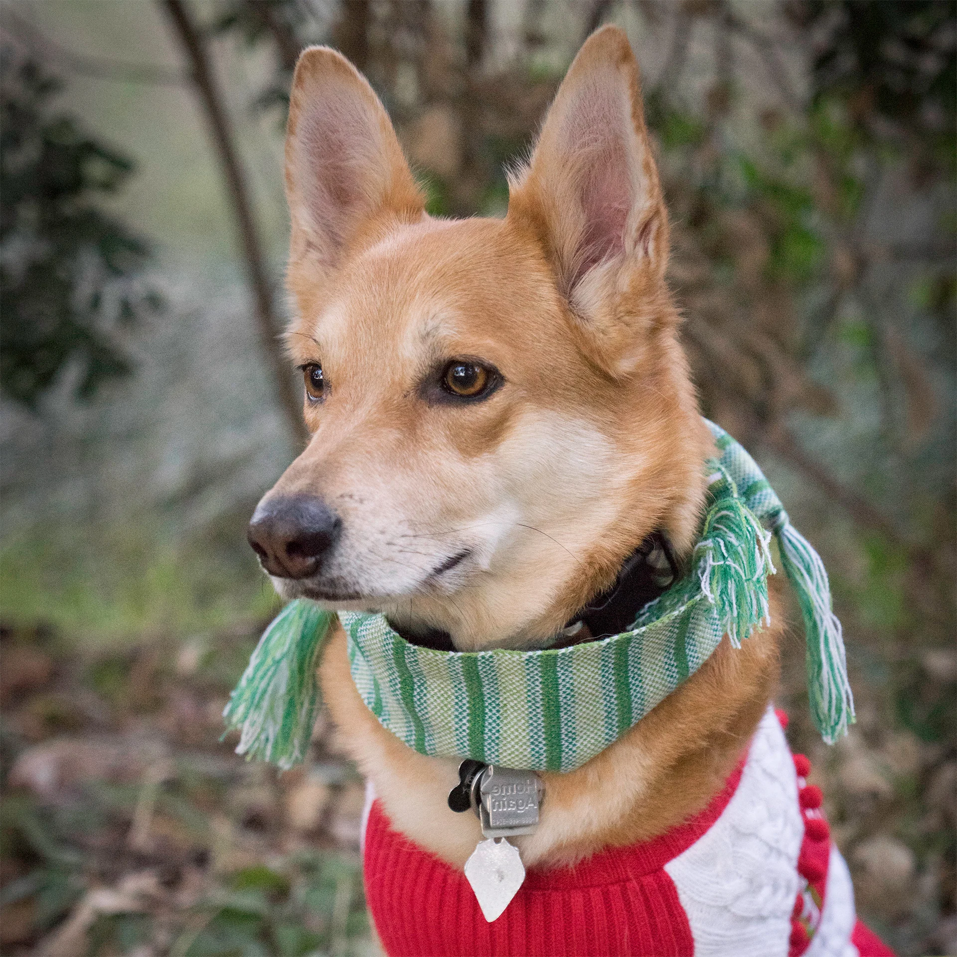 Xena Kyubi: Chief Pets Officer &amp; Gallery Mascot