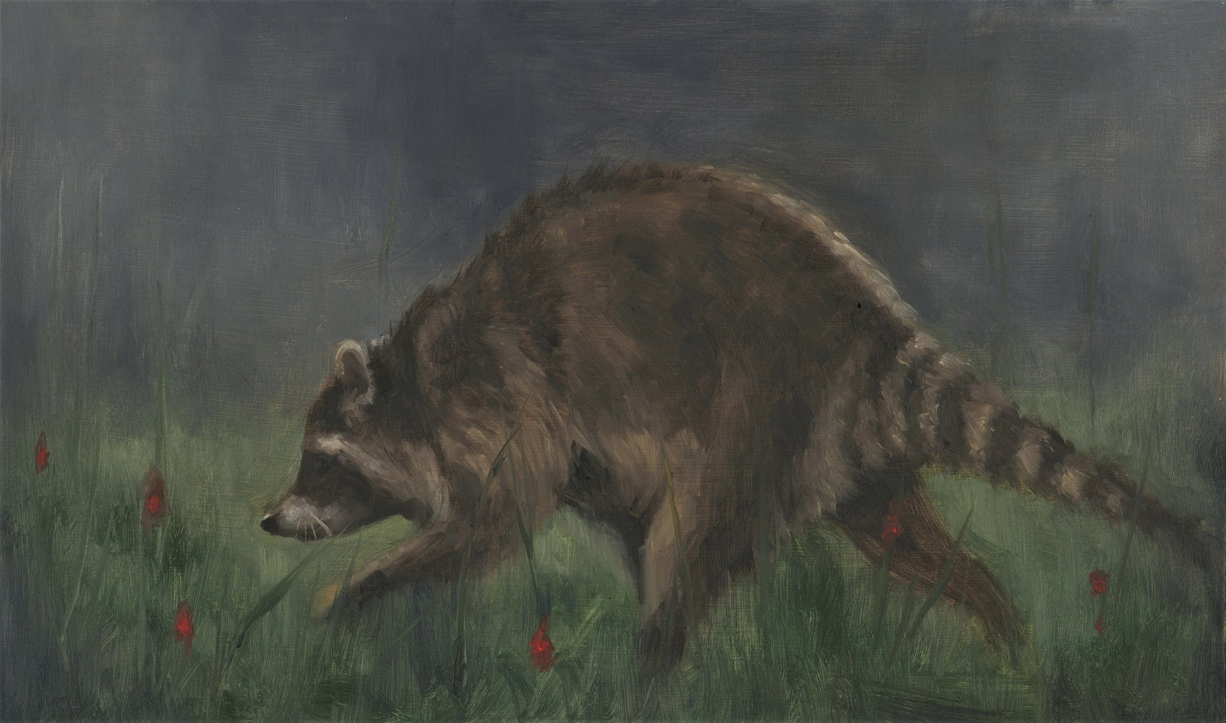 racoon.jpg