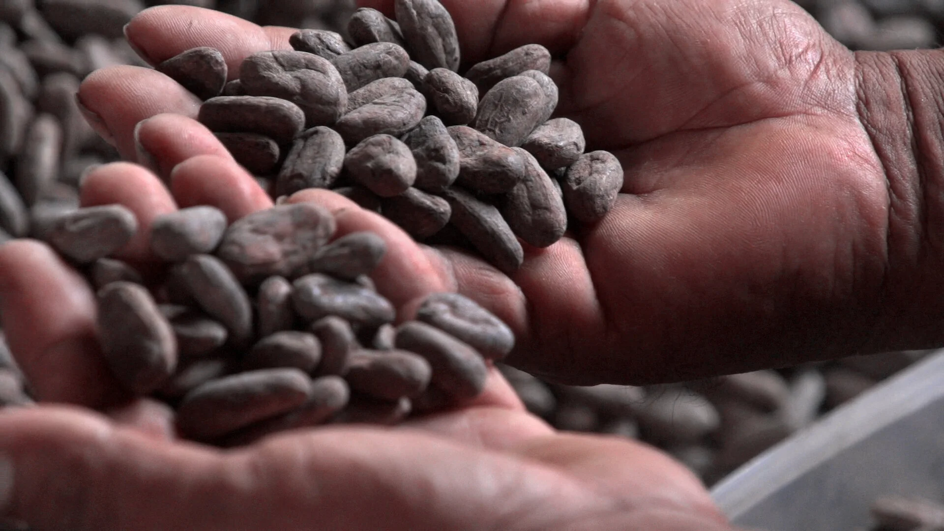 MAguilar_Cacao.jpg
