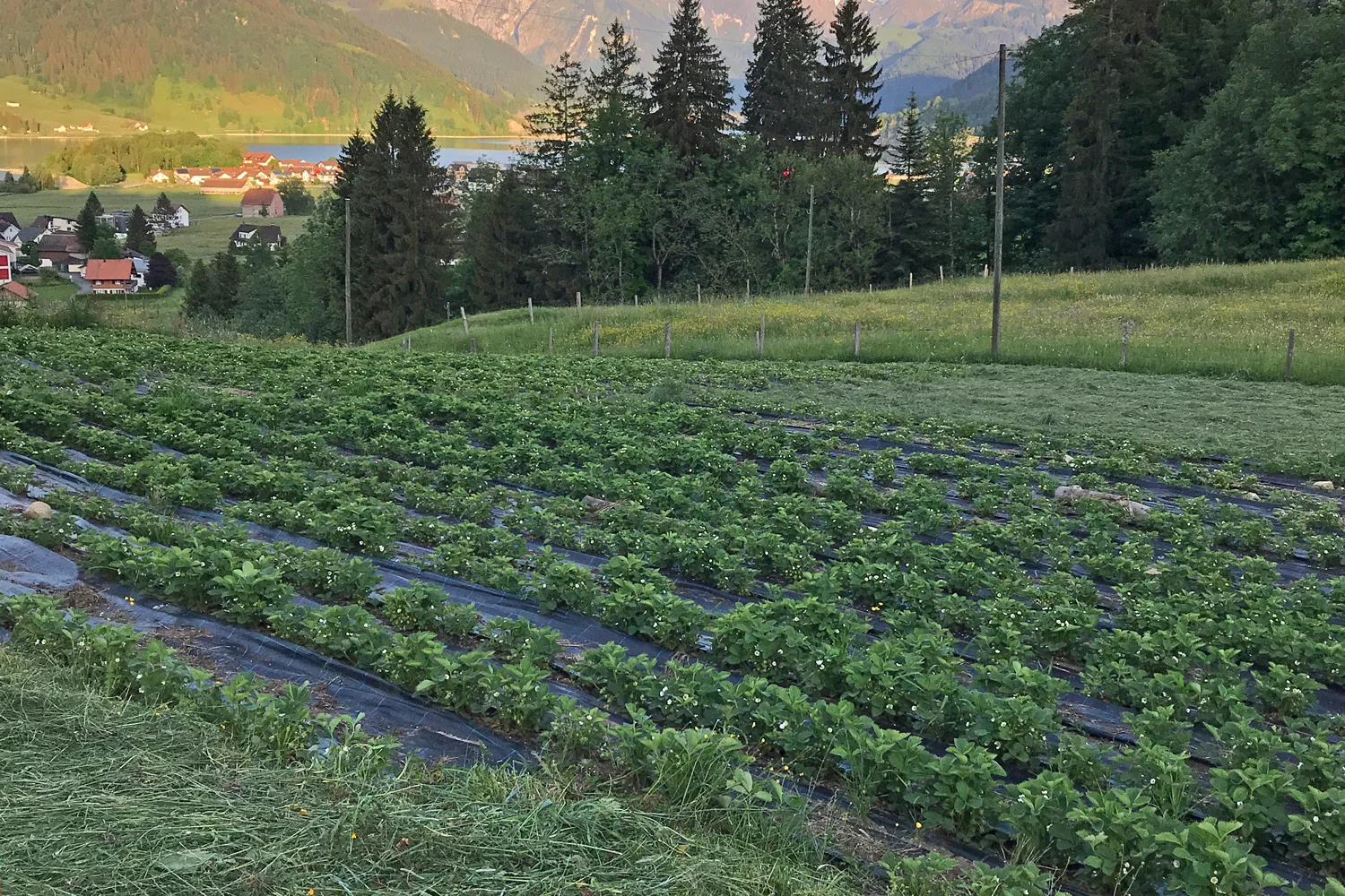 Müserberg - Erdbeeren