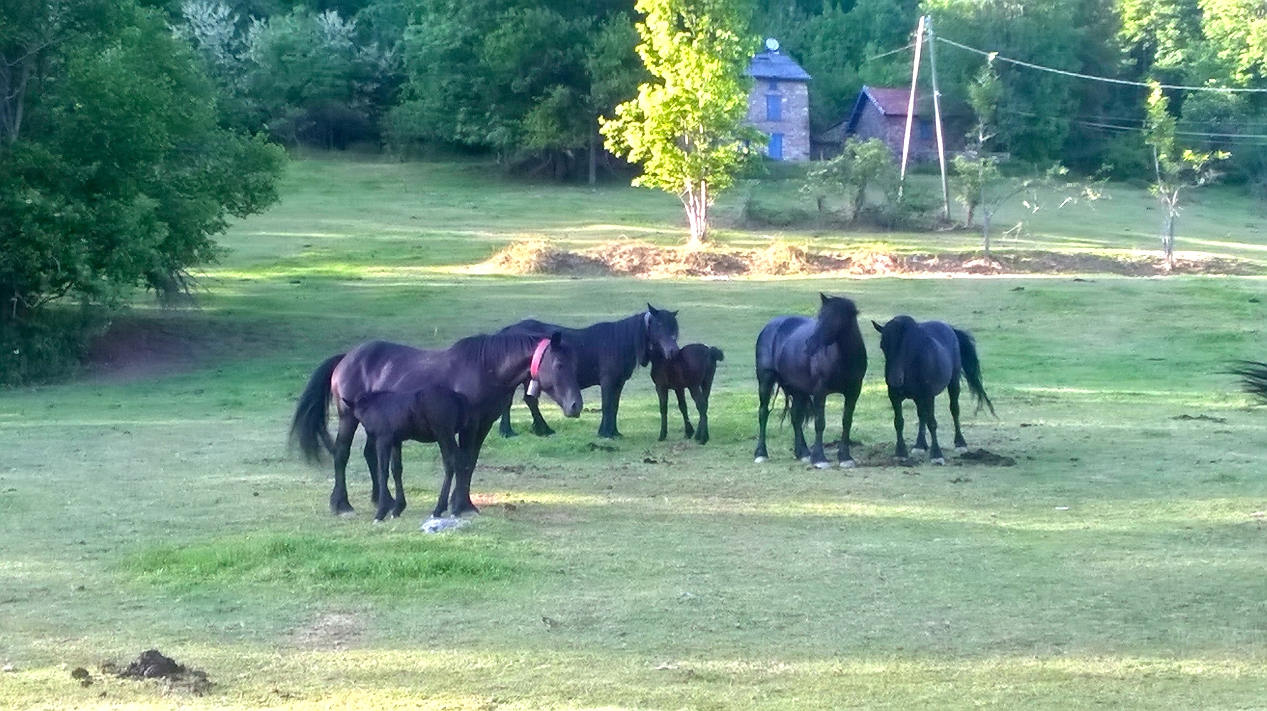 Mother and foal looking happy and well, and now living on a nearby village farm.