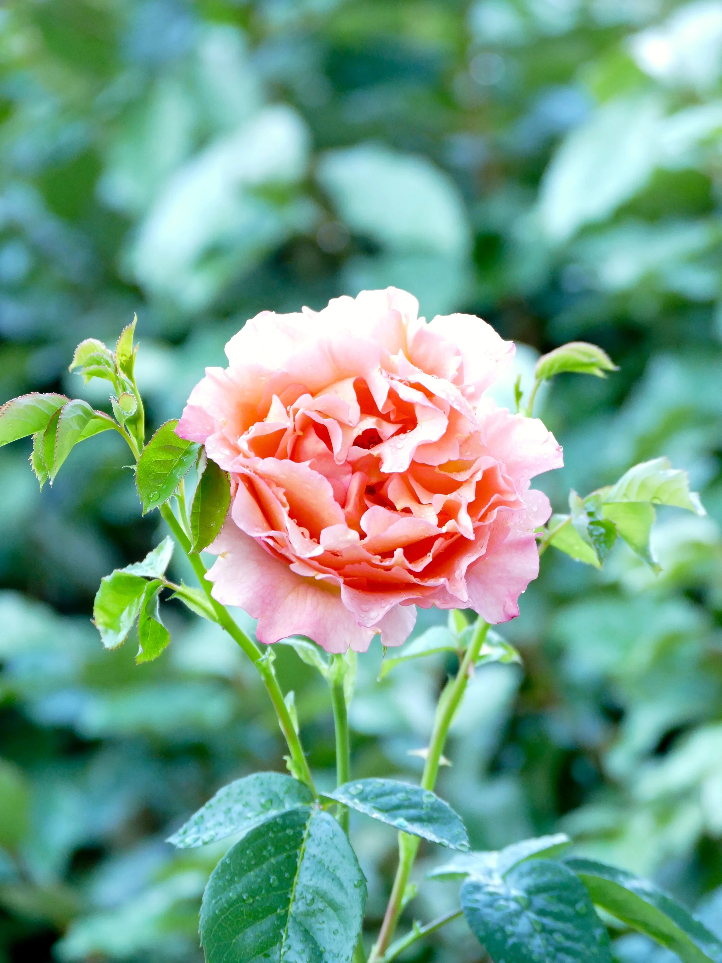 Memories held eternally in the softness of a pink rose.