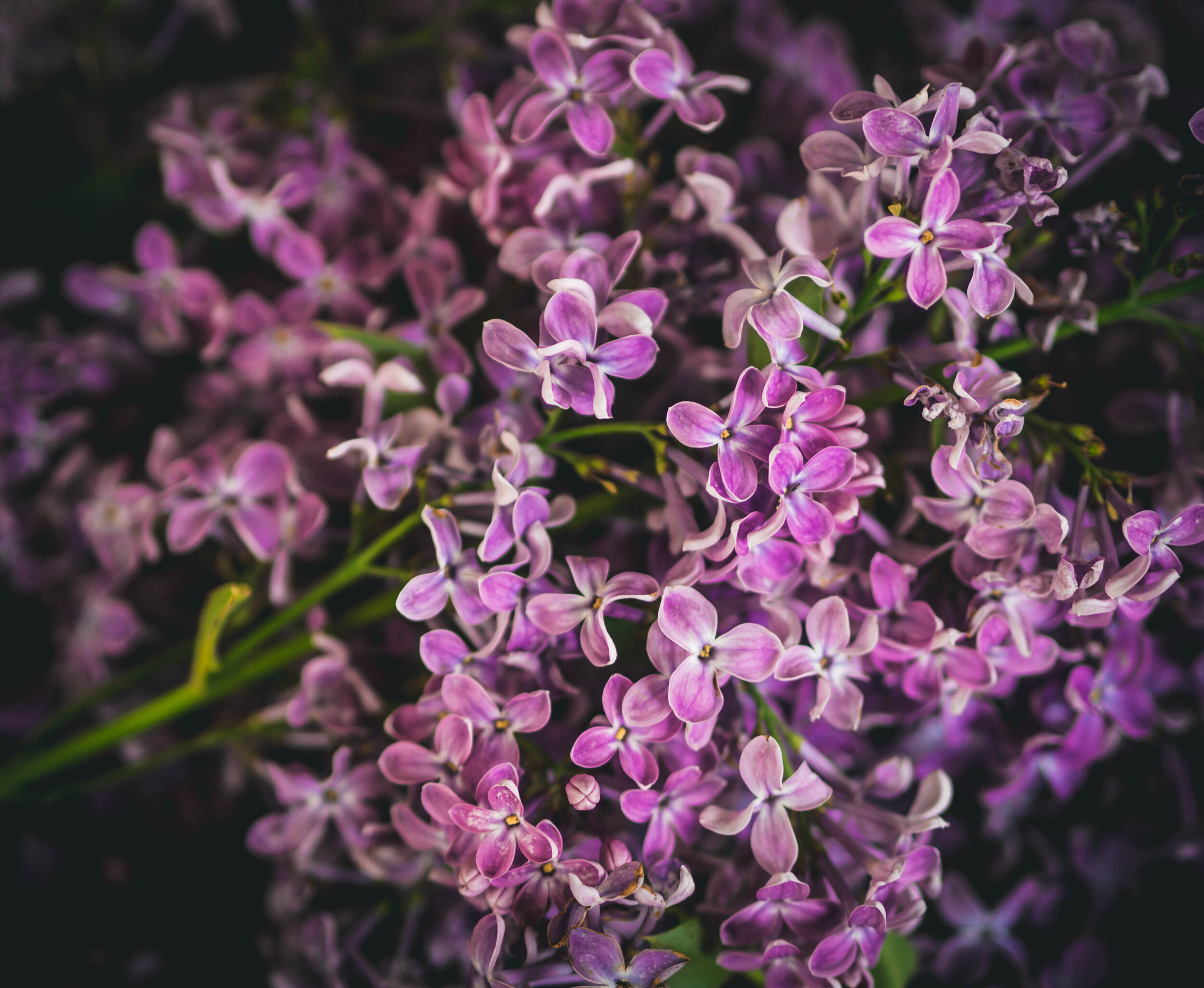 Lilac 1.jpg