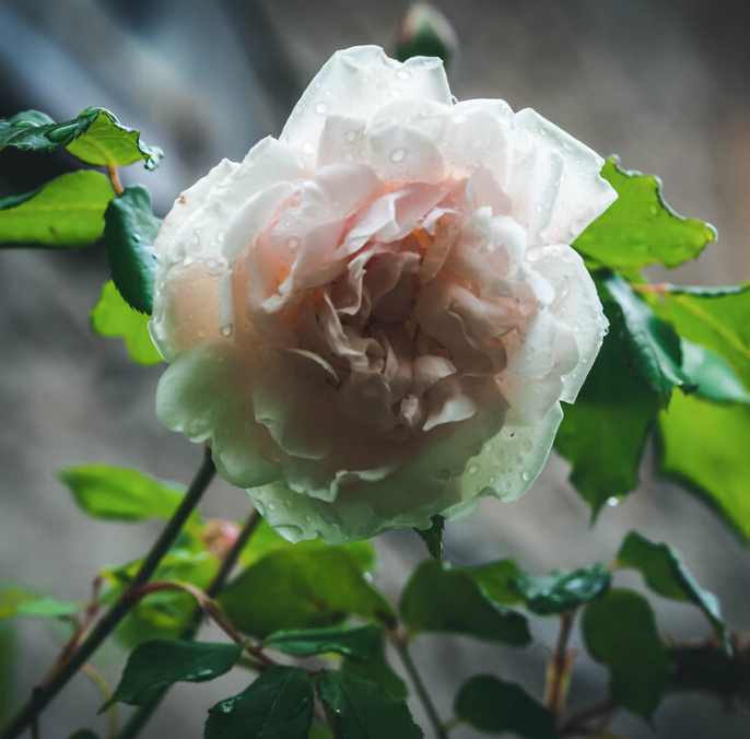 Pale Pink Château Roses.png