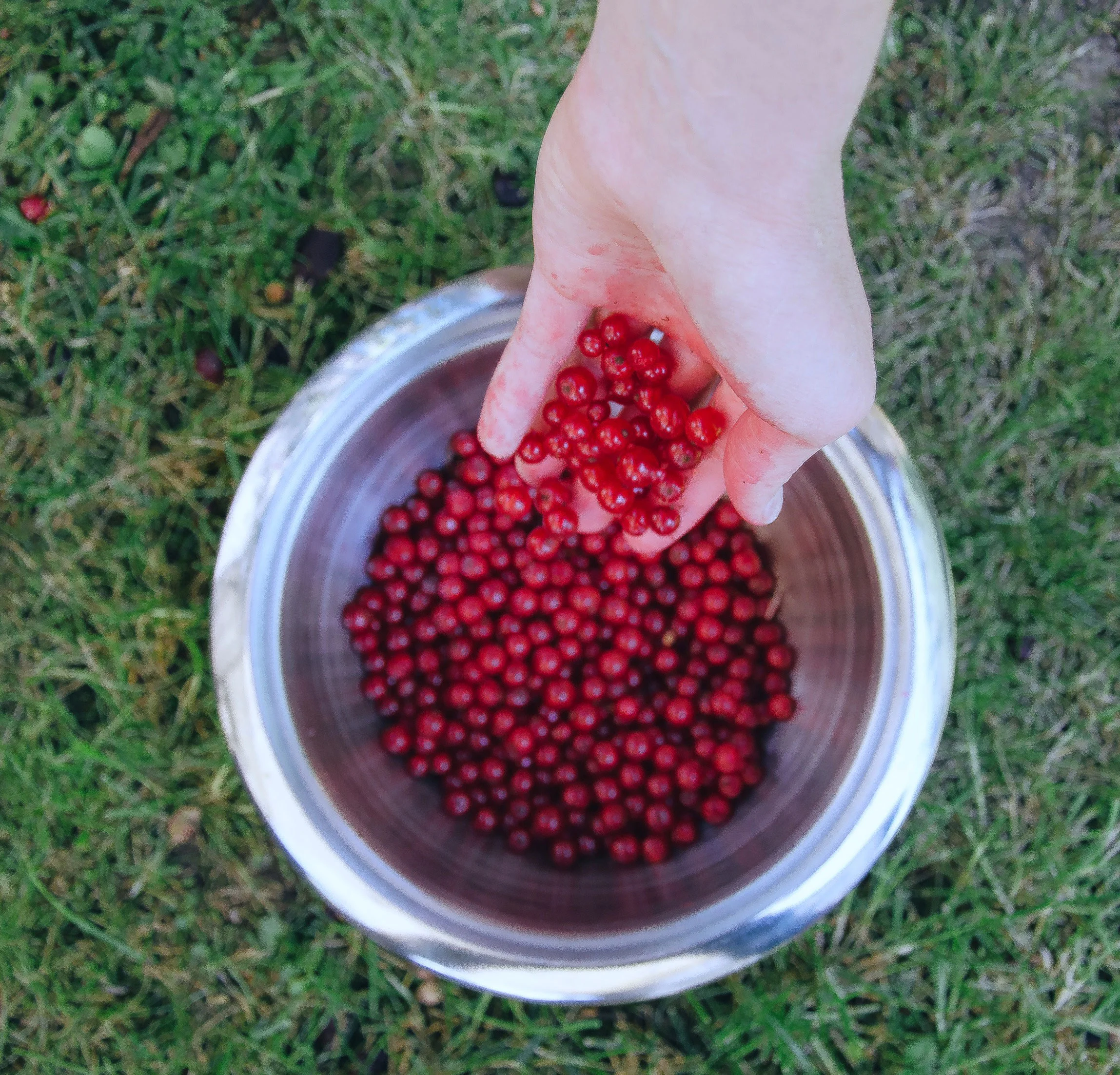 berries_web.jpg