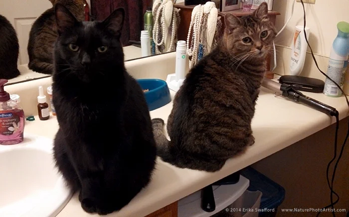 Cat-Vanity-by-Erika-Swafford.jpg