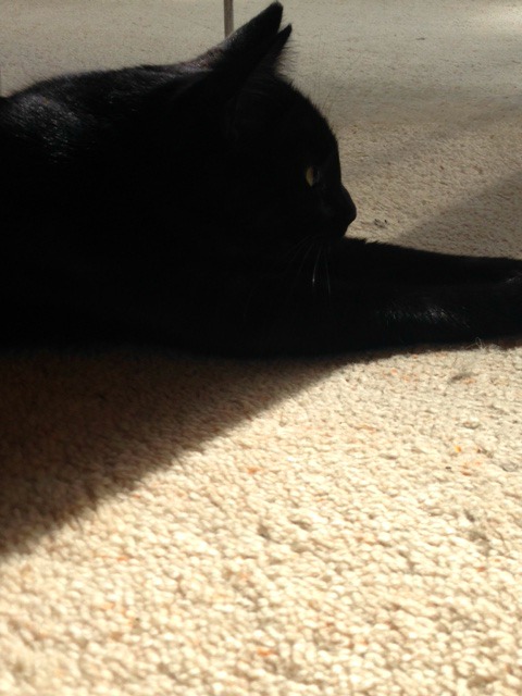 Pickles patiently awaits our return...