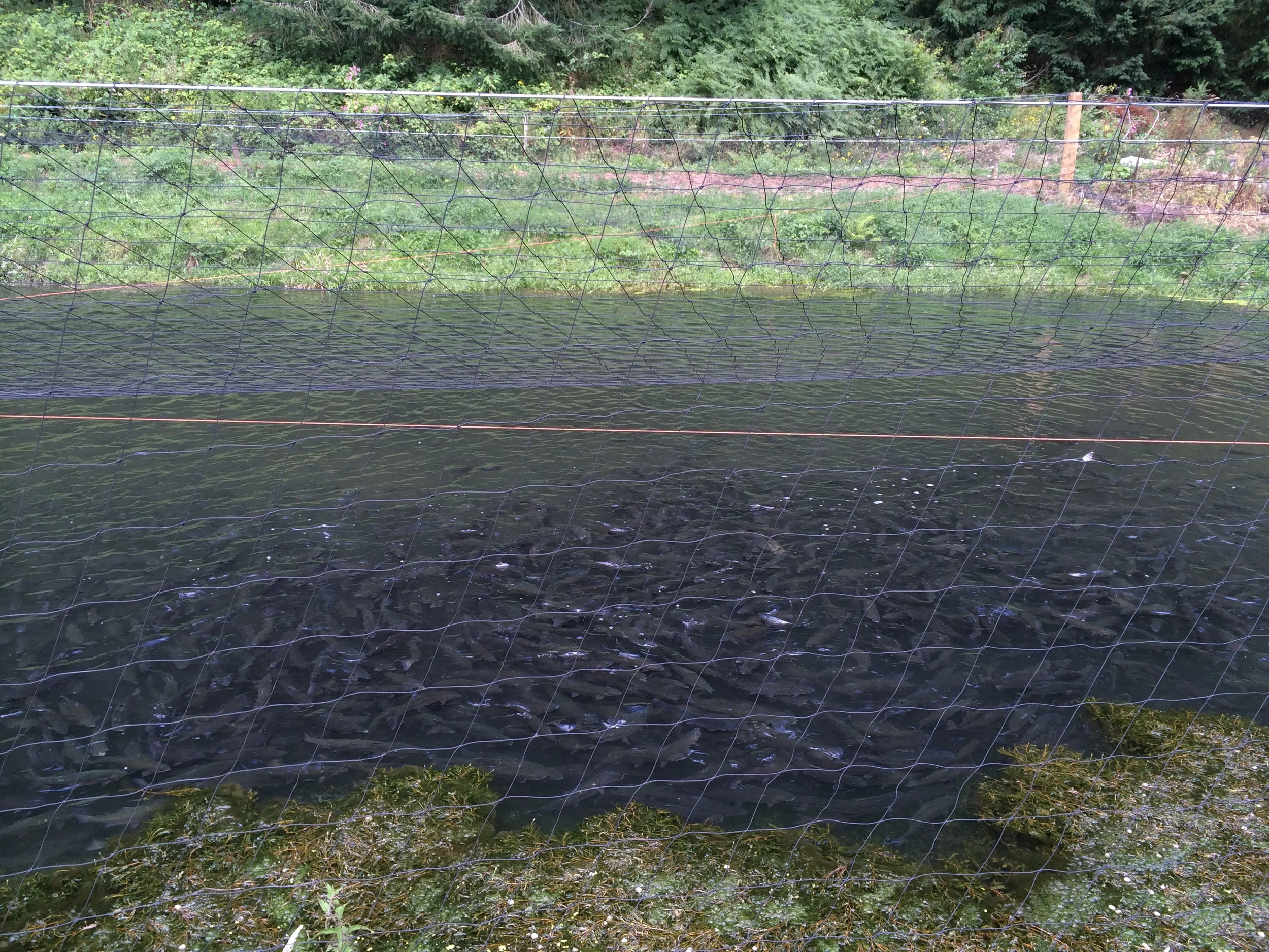 Some hungry fish waiting to be fed