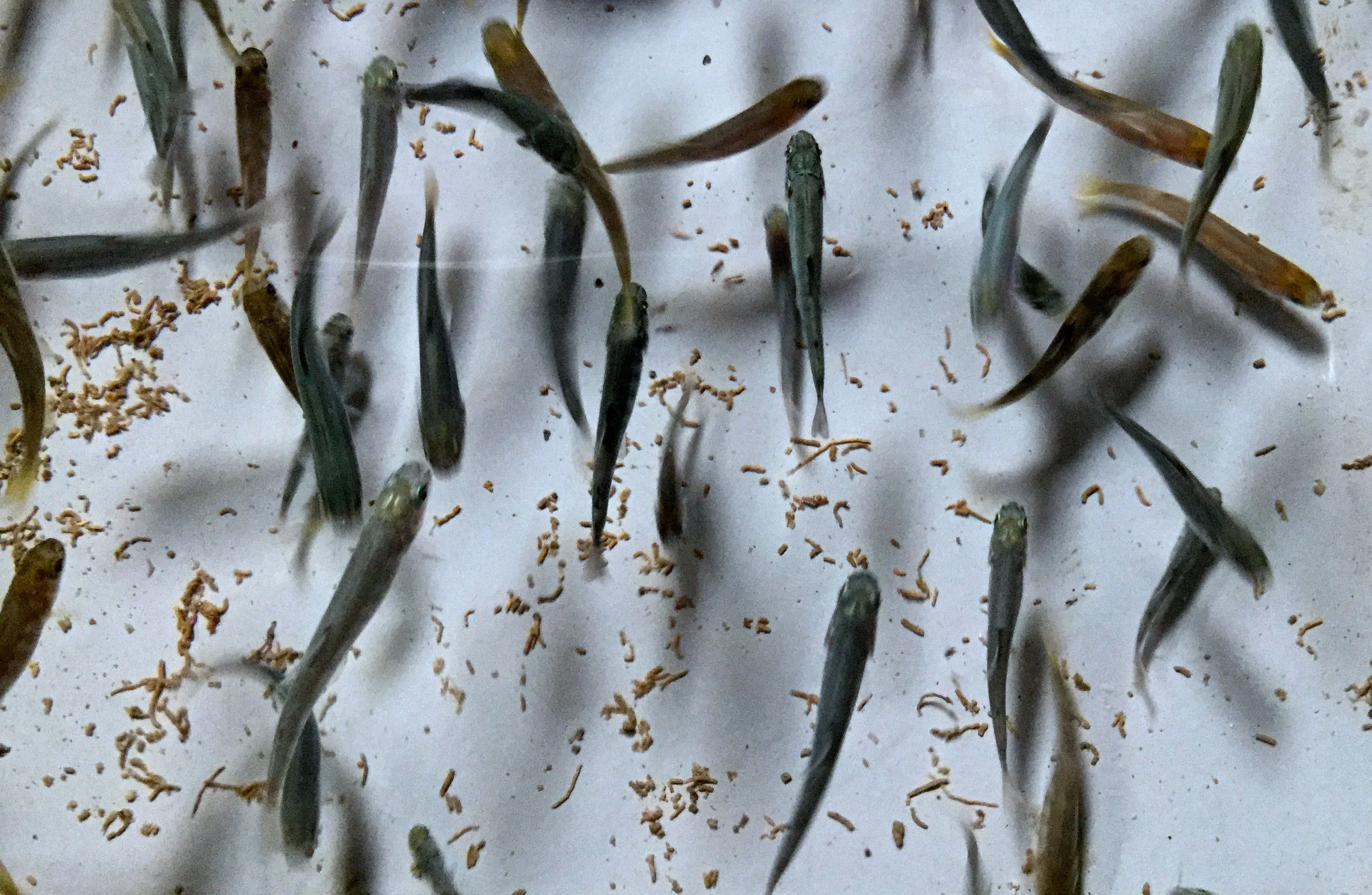 More Blues in the Hatchery - you can just make out some beautiful fins. Touchwood the leaders should be one pound+ by the autumn.