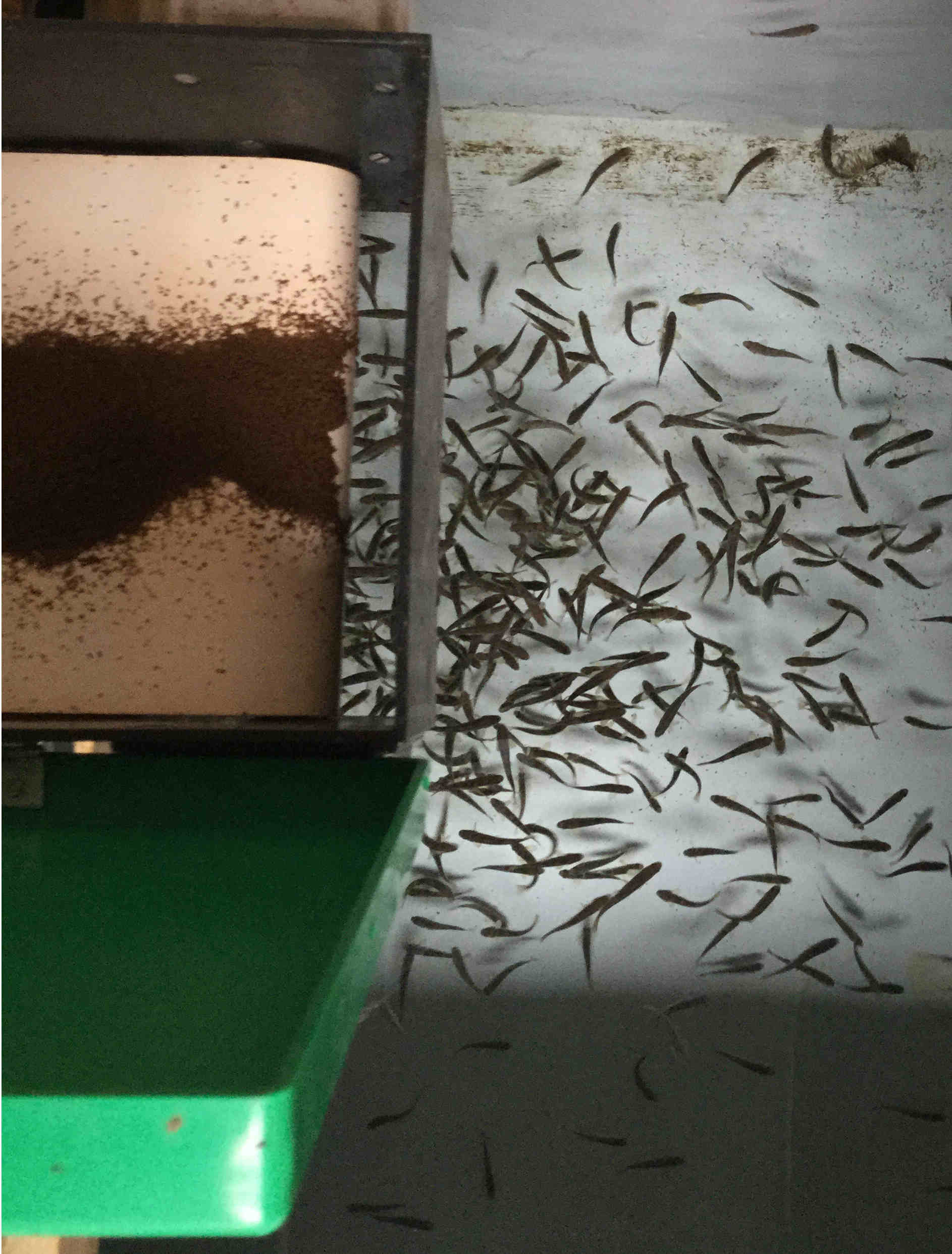 4grams Somerset Blues are growing well. We can see some of them blueing up in the borehole water, thanks to the clockwork feeders. Meurig the magician has built some clockwork feeders - patent pending!