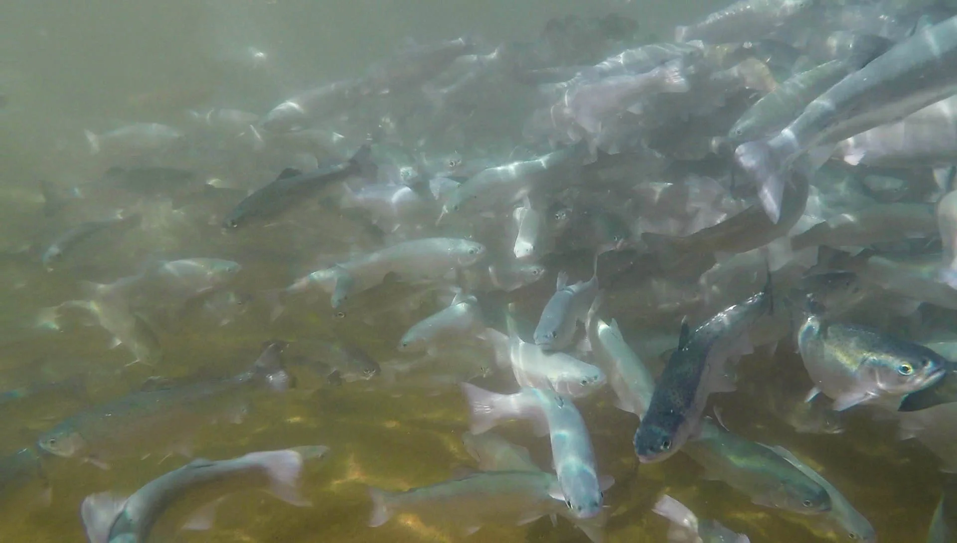 Under water shot of our Somerset Blues