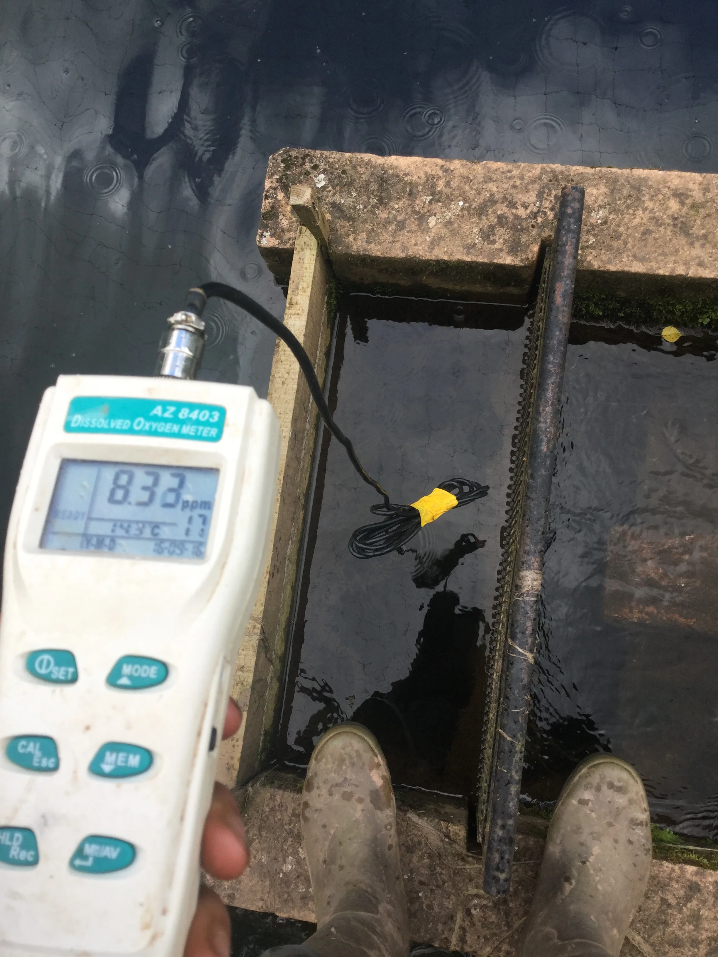 Measuring the dissolved oxygen in our ponds before we feed