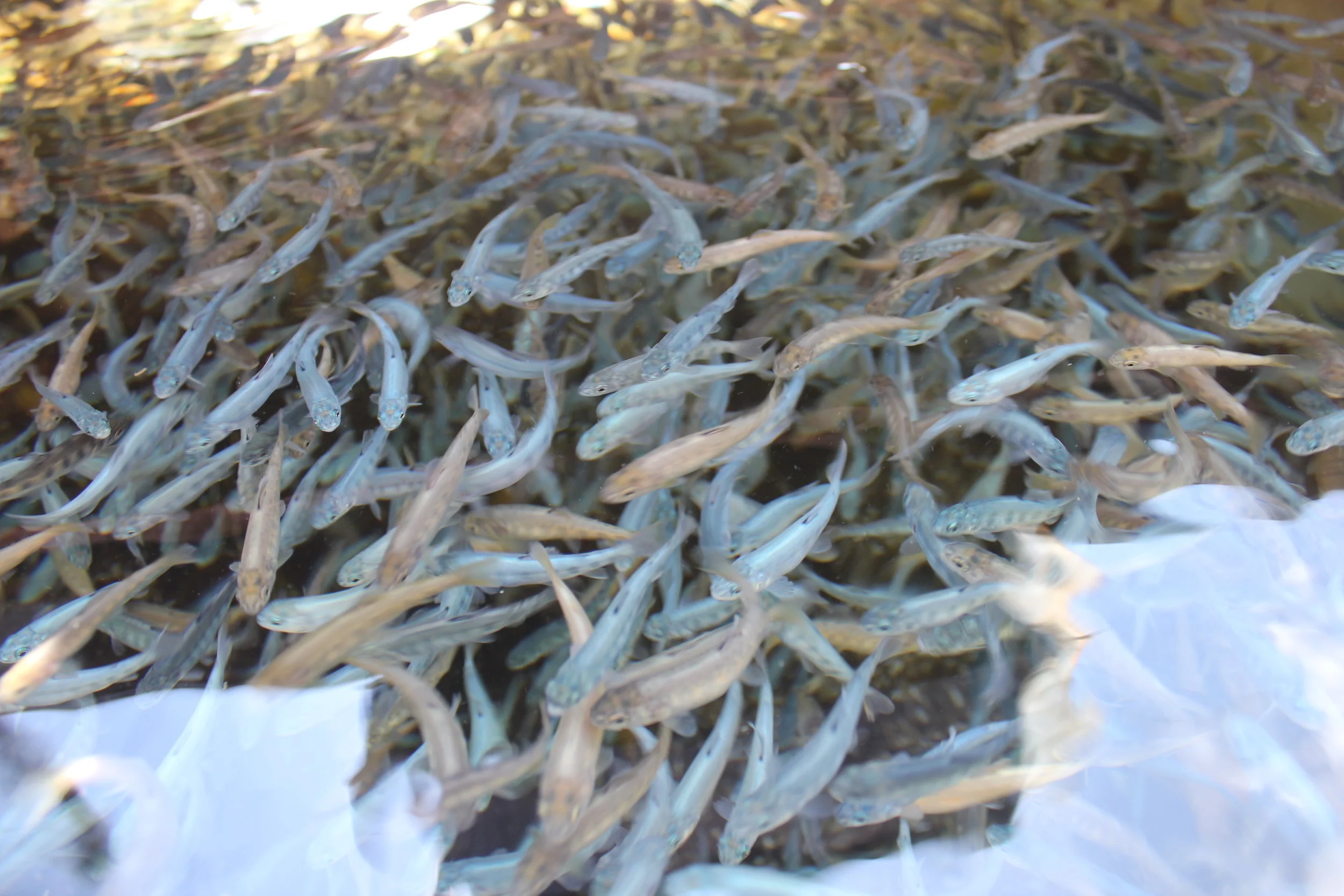 Somerset blue fingerlings 