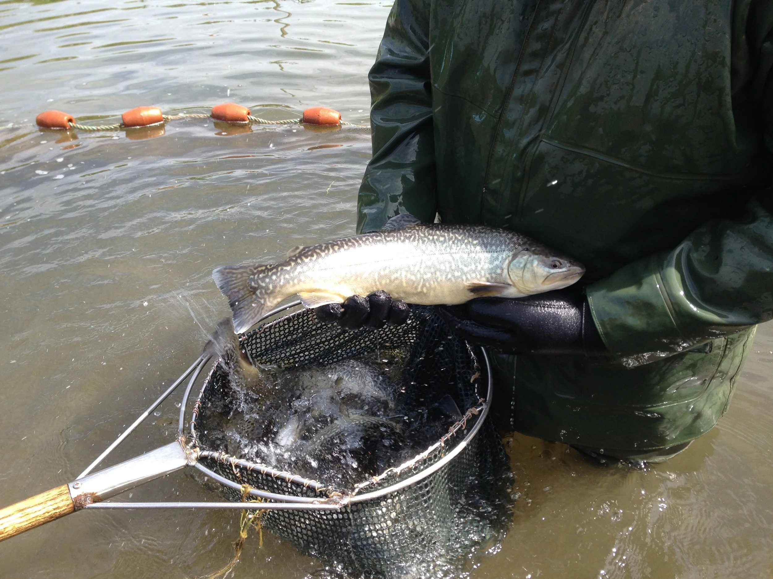 Full finned Tiger trout.