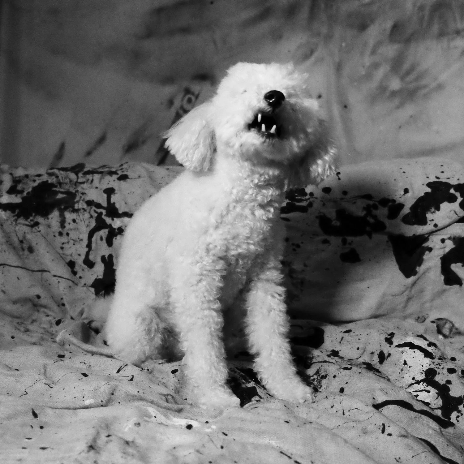 web portraits 309 march 202583.jpg