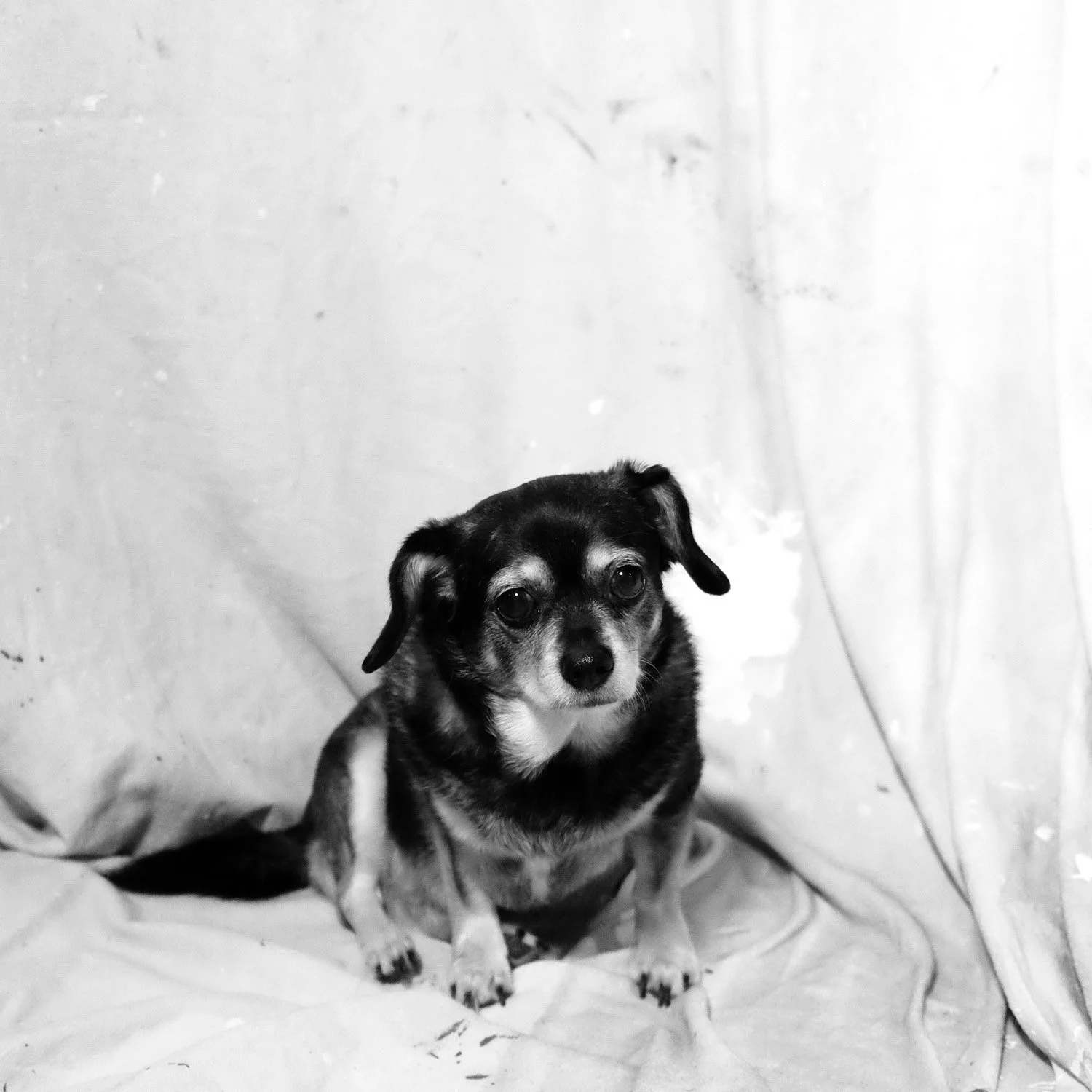 web portraits 309 march 202596.jpg