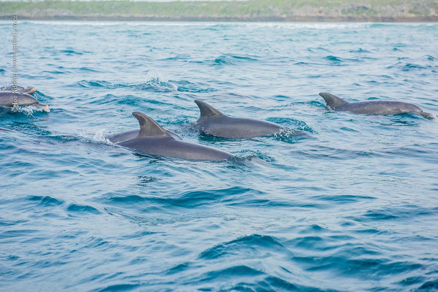 Kizimkazi Dolphin Tour