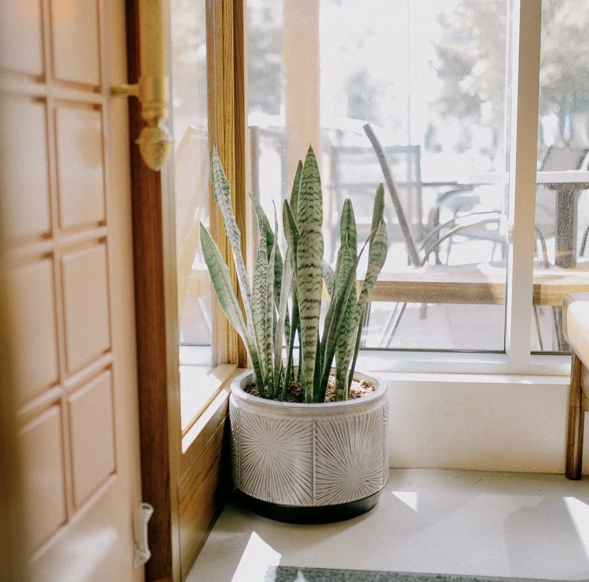 Potted snake plant near a large window with sunlight streaming in at a café or restaurant.