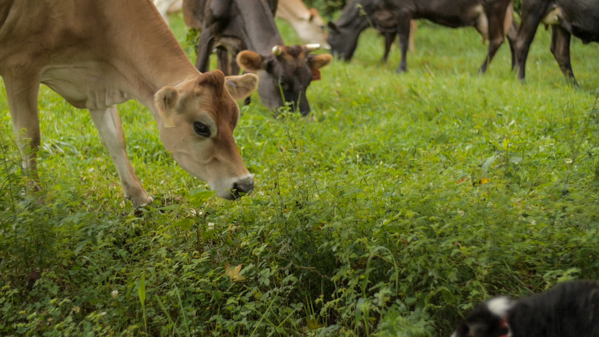 grass+cows.jpg