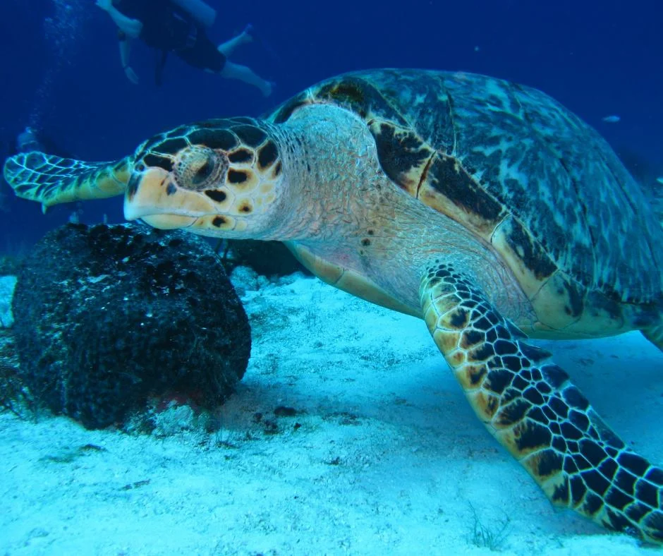 Protecting the environment and embracing nature are values held by 30A locals. Photo credit: 30A.com