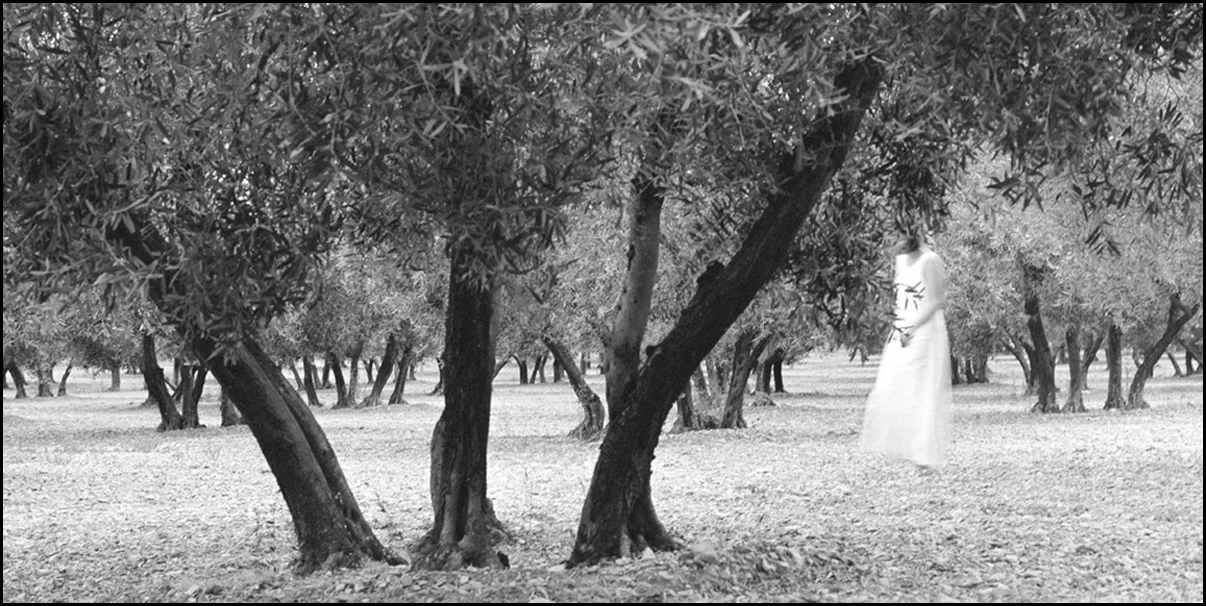 olivetrees.jpg