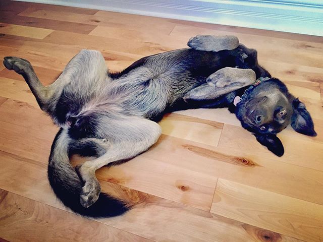 This wonderful beast is 3 today and everyone&rsquo;s invited for a belly rub. #phifedizzle #doglove