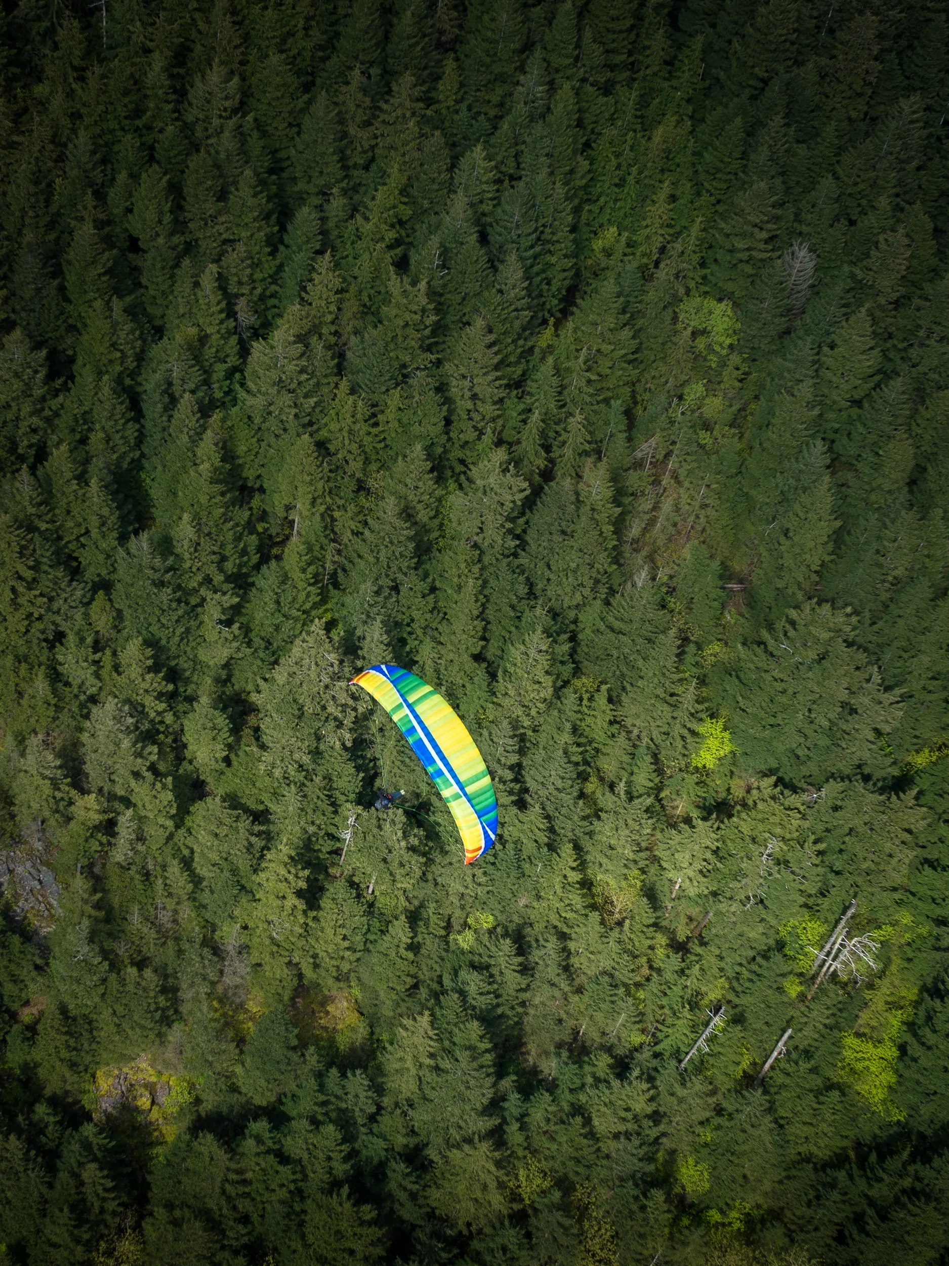 paragliding-pine-trees-canada.jpg