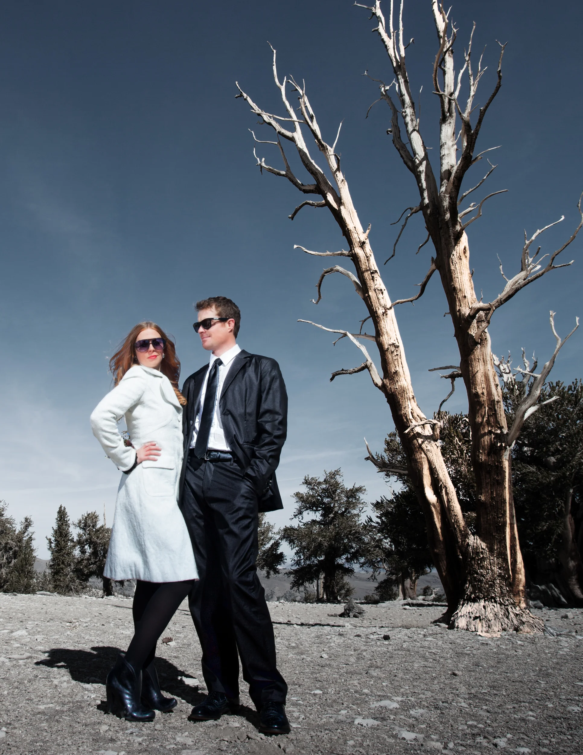 business-class-bristlecone-pine.jpg