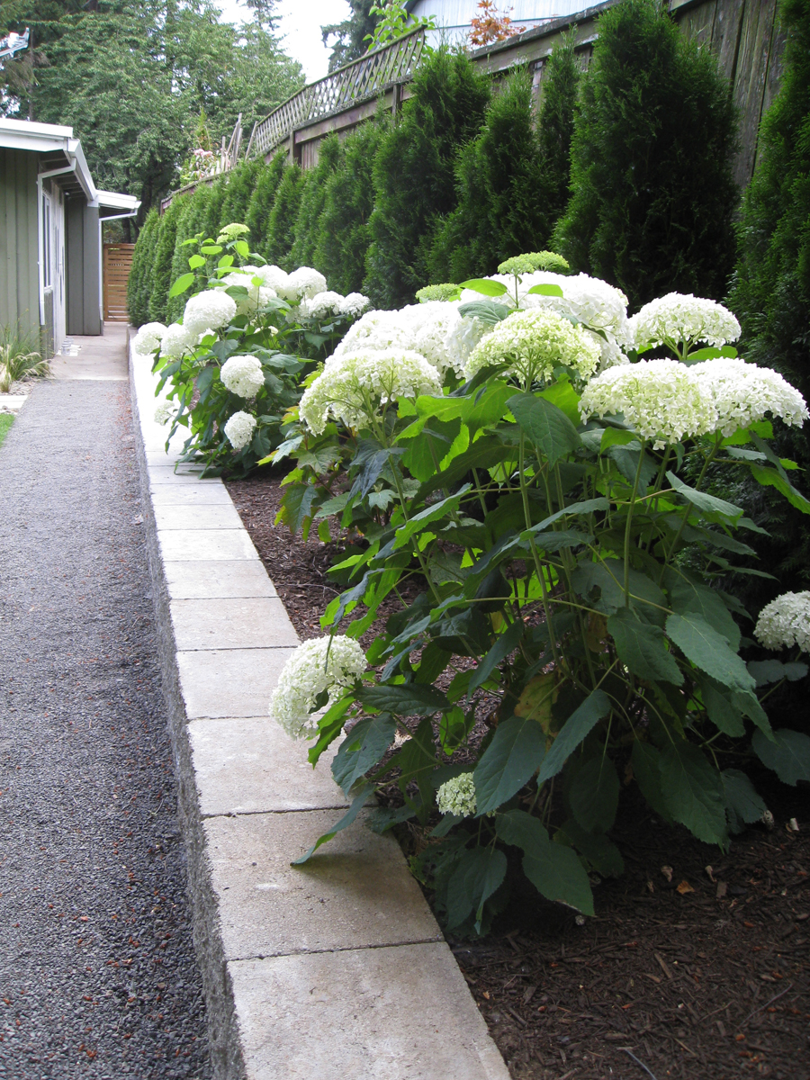 ne99-hydrangeas.jpg