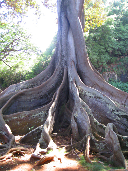 NTBG-Allerton_ficus.jpg