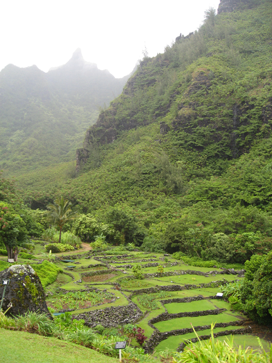 NTBG-Limahuli_terraces.jpg