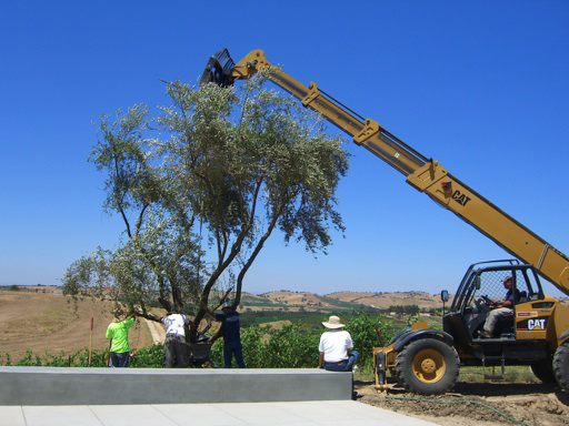 olive-tree-place.jpg