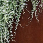 dichondra-150x150.jpg