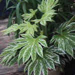 fatsia-150x150.jpg