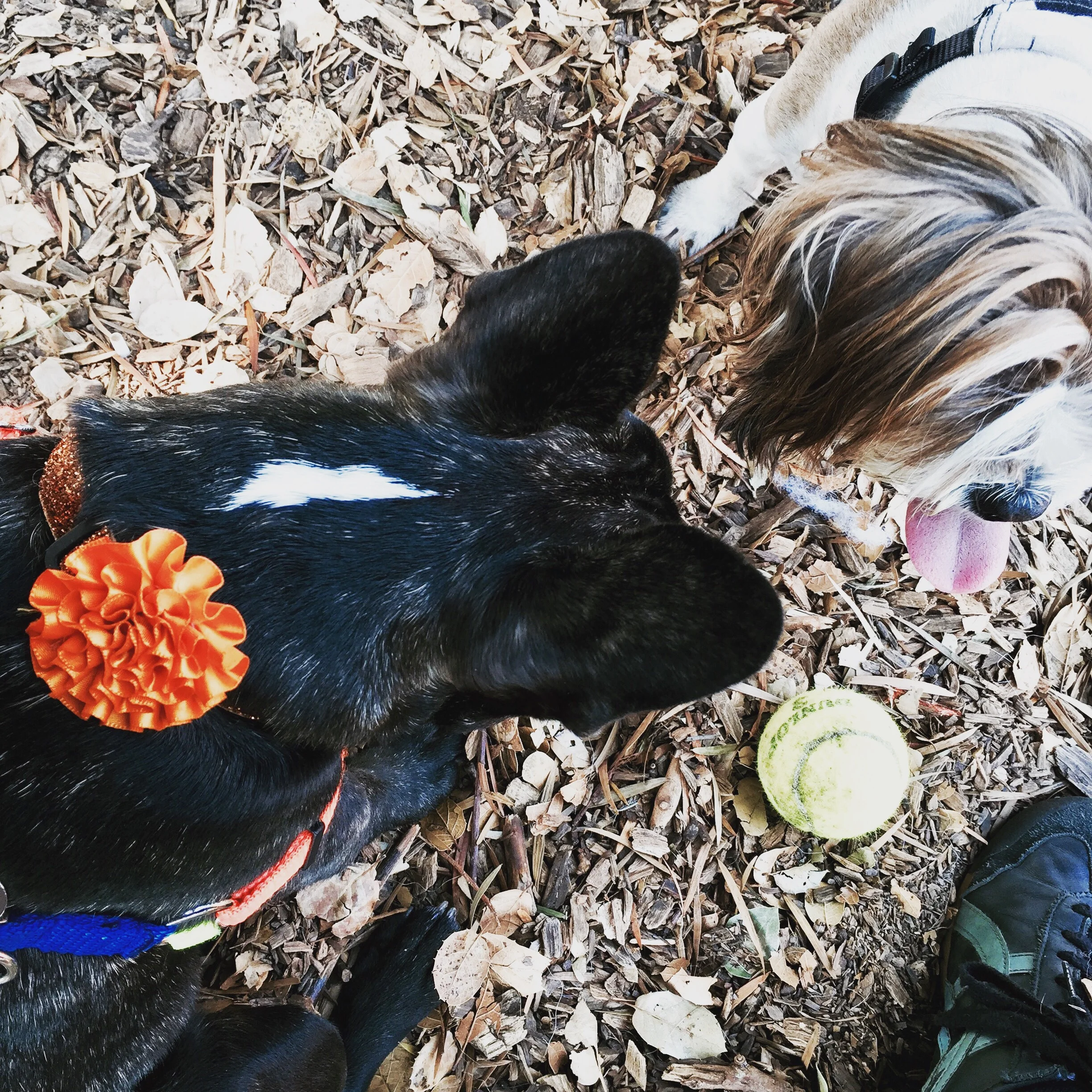 Bommi and Gus!