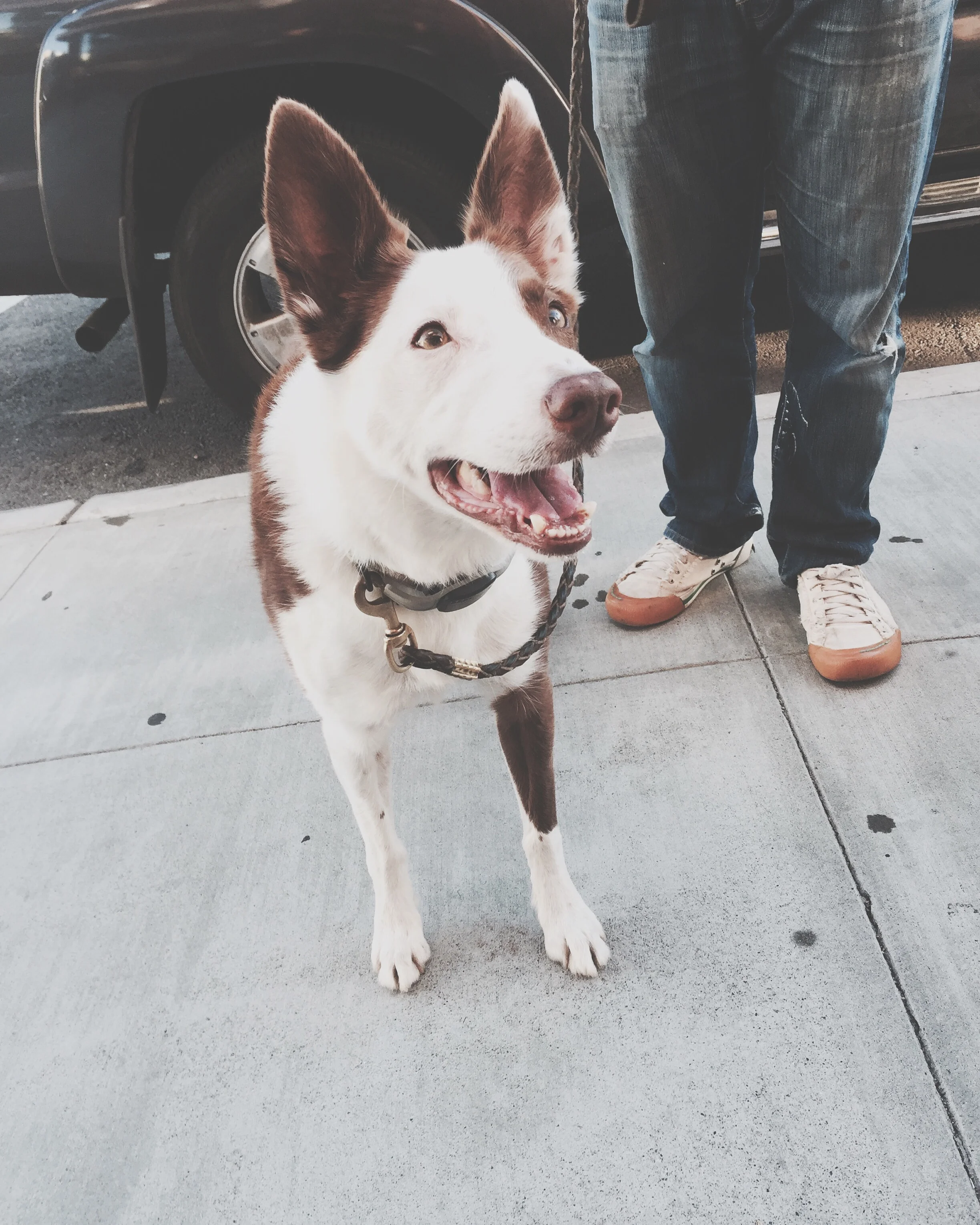 Hero dog, Angus!