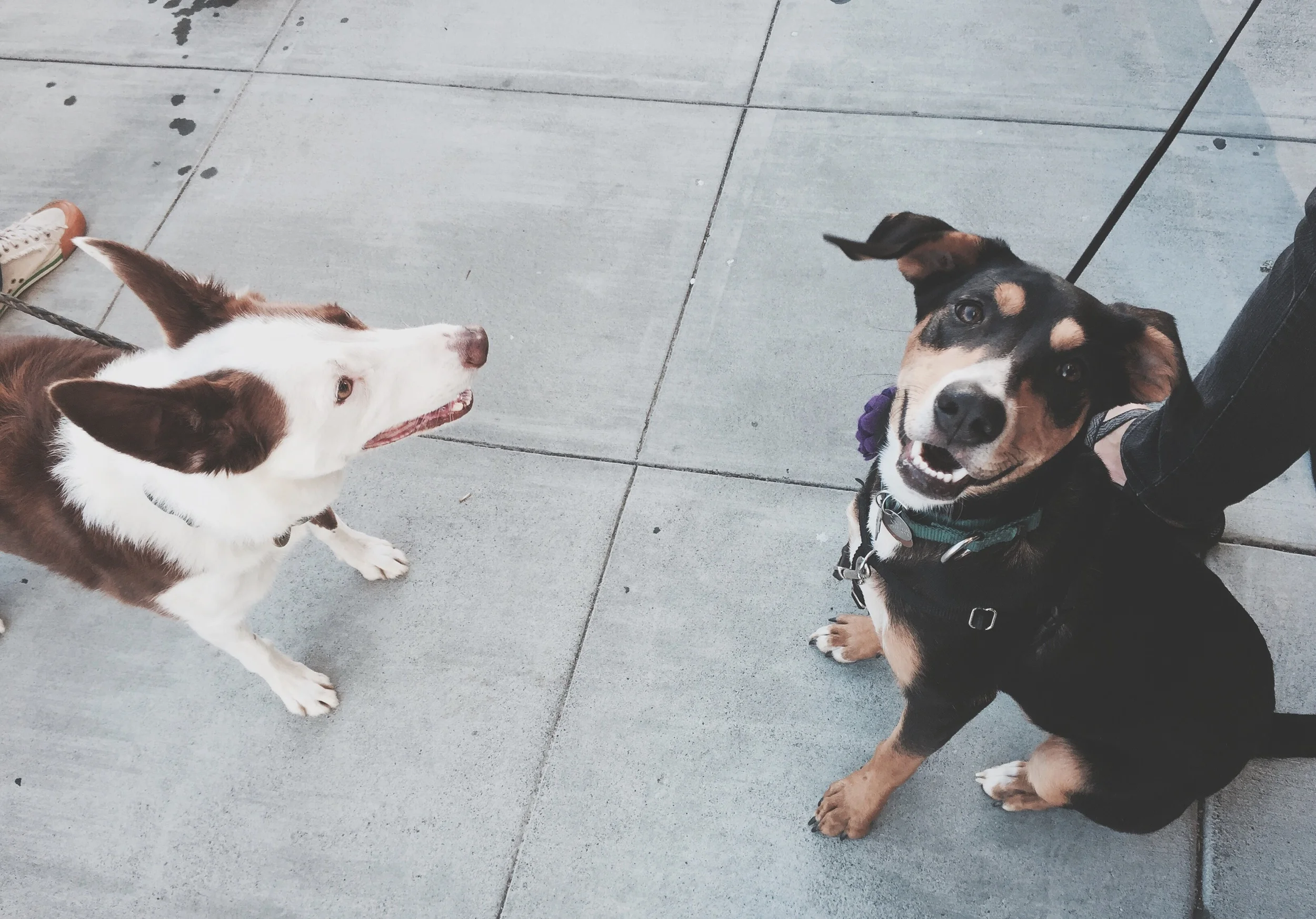 Angus and Molly!