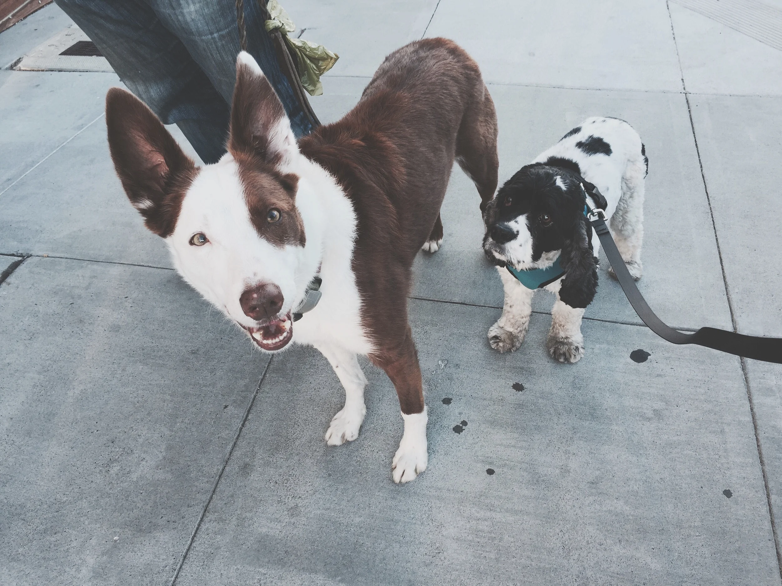 Angus and Bella!