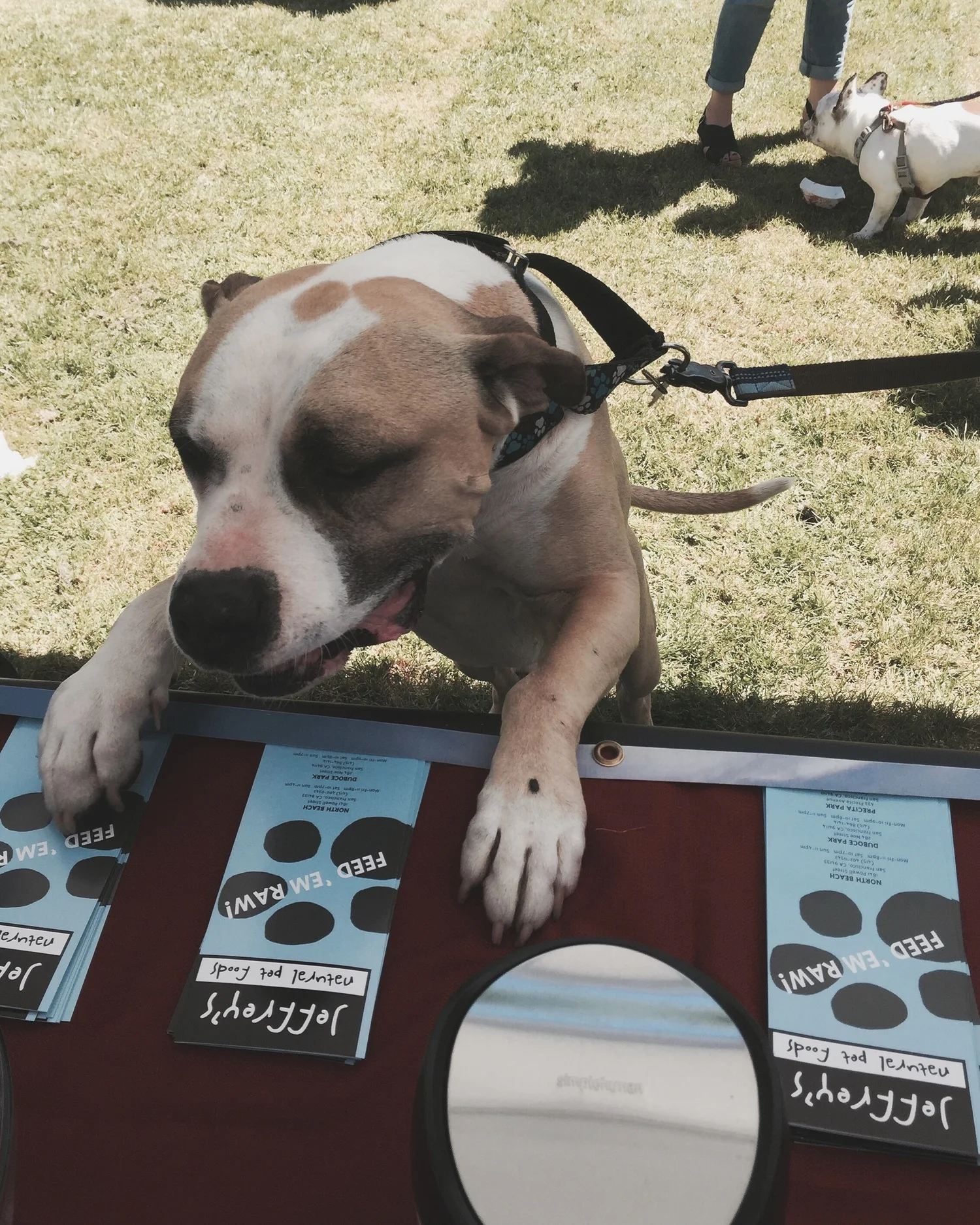 dogfest2016.jpg