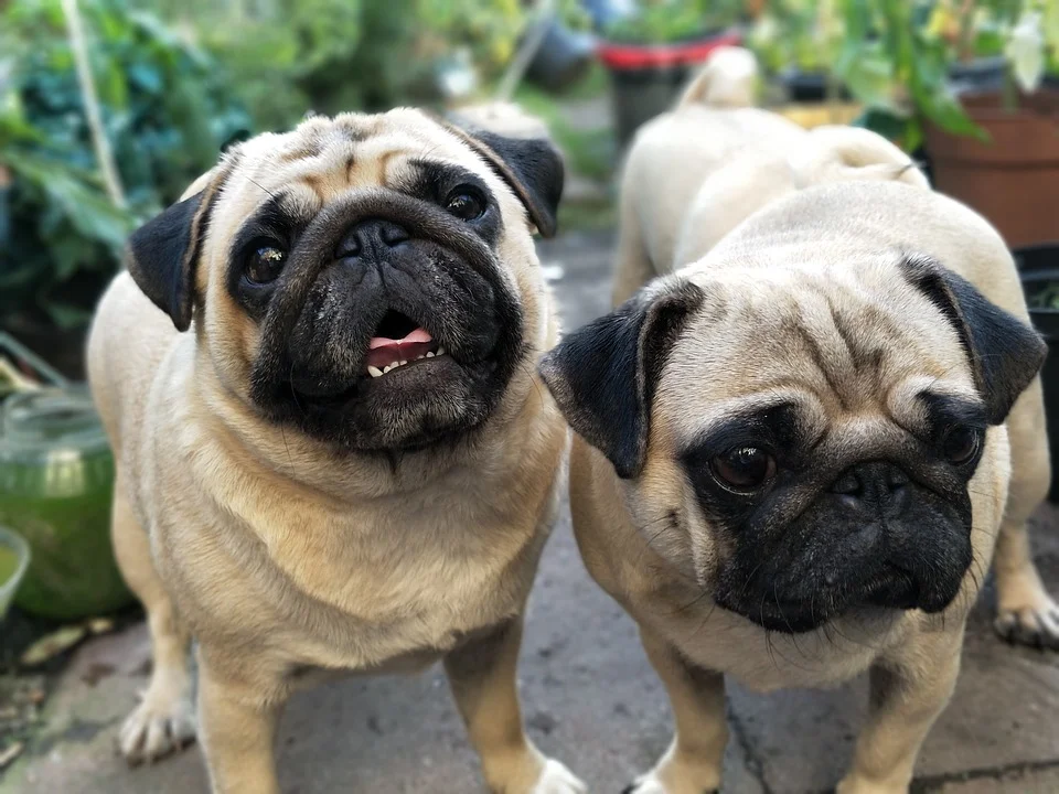 puppysocial.jpg