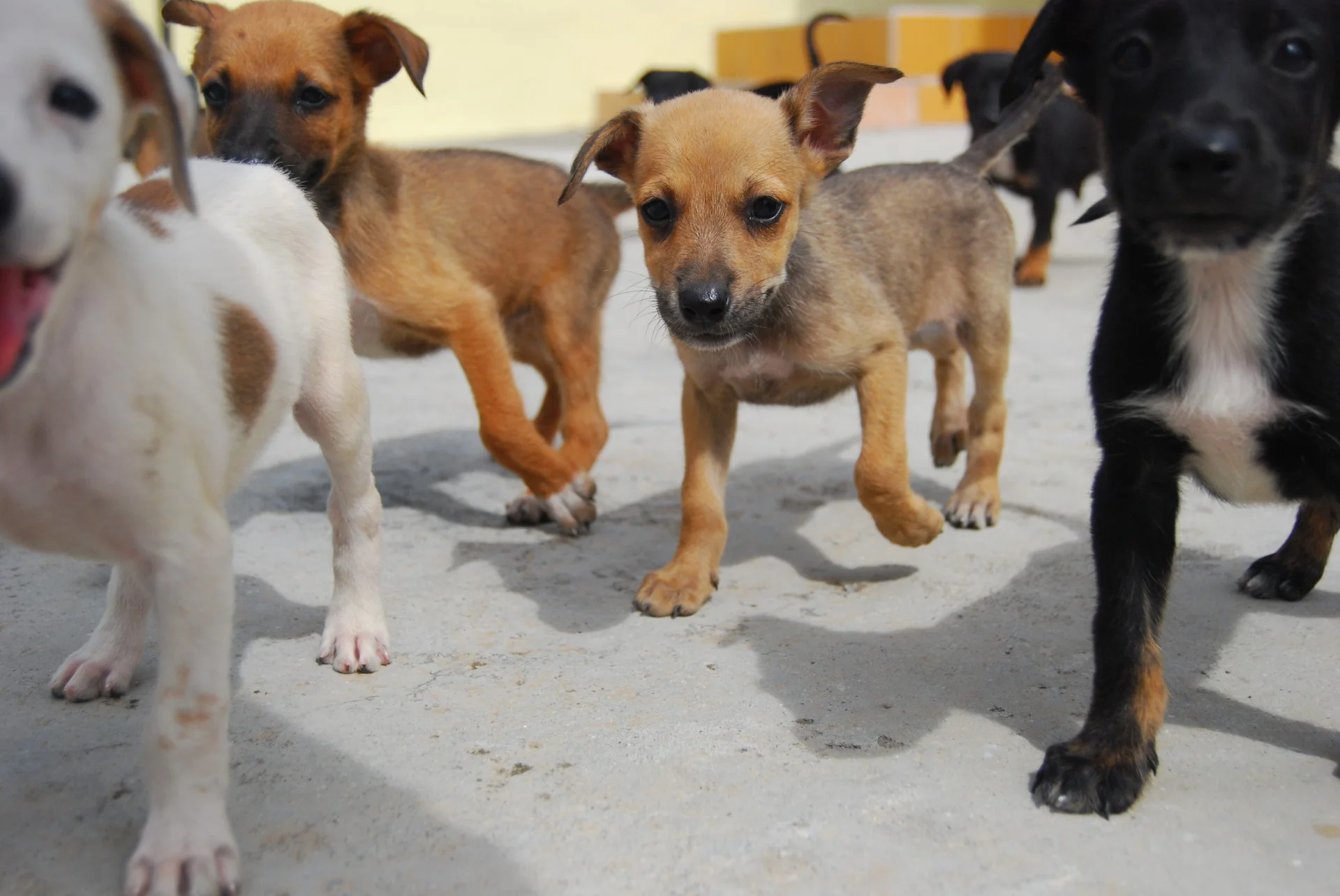 puppiesrunning.jpg