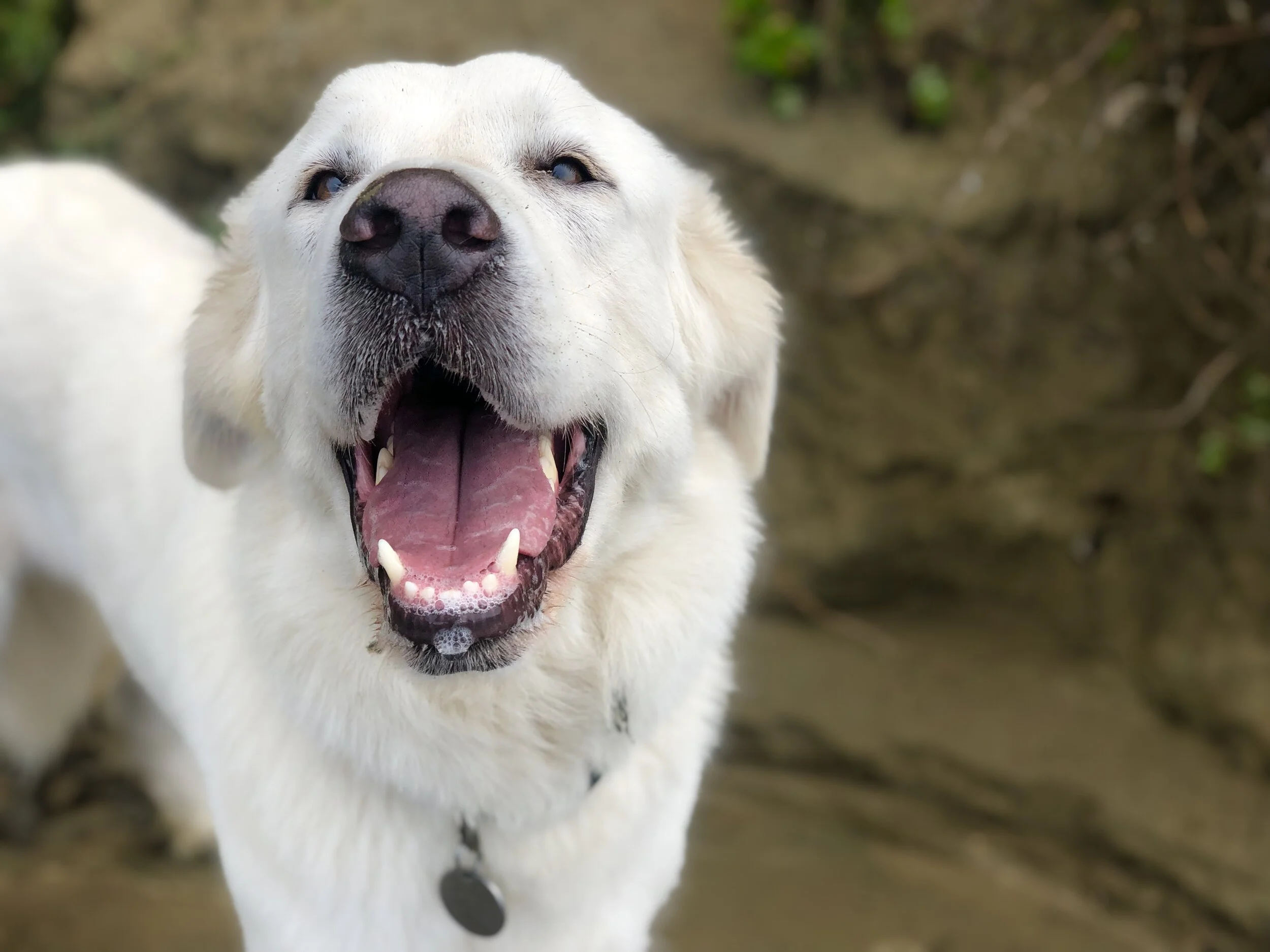 Jeffrey's Natural Pet Foods